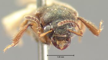 Media type: image;   Entomology 6530 Aspect: head frontal view